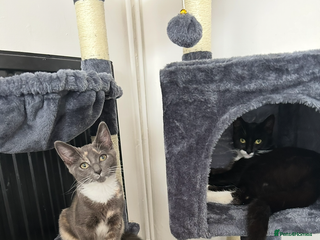 Domestic Shorthair cats - Advert 1