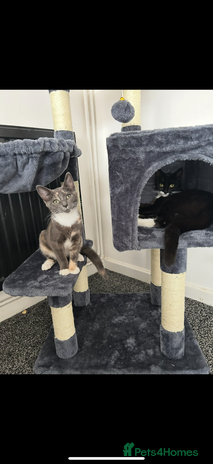 Domestic Shorthair cats - Advert 1