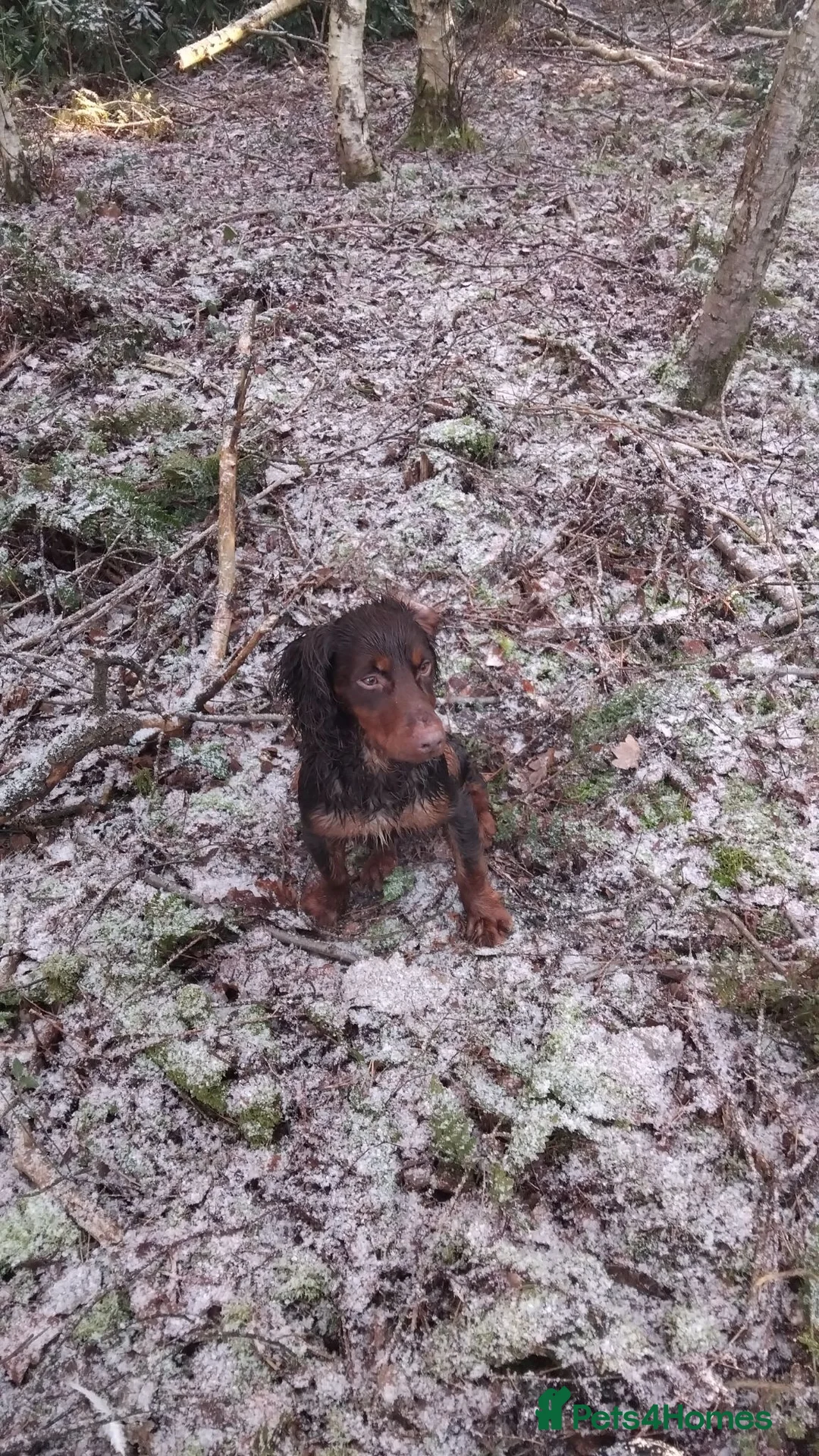 Cocker Spaniel dogs for sale: Chocolate and tan cocker spaniel  - Advert 2