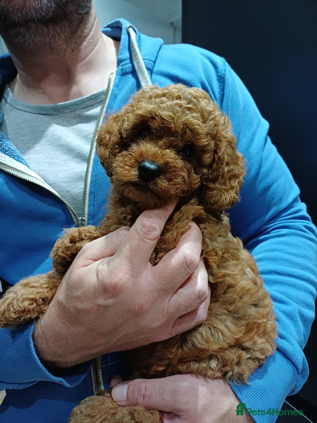 Cavapoo dogs for sale: Gorgeous Fox Red Toy Cavapoos - Image 3