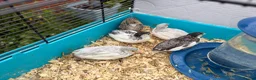 Quail poultry for sale: Button Quail mixed colours and sex - Advert 2
