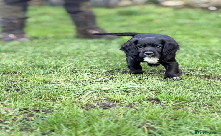 Cocker Spaniel dogs - Advert 15