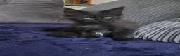 Maine Coon cats for sale: Maine coon kittens - Advert 26