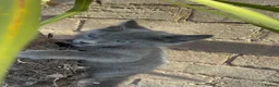 Russian Blue cats for sale: Neutered male - Advert 4