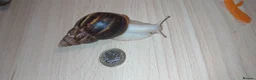 Snails invertebrates for sale: Giant African land snails in Letchworth Garden City - Advert 4