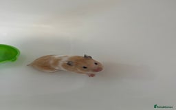 Hamster rodents for sale: Cute Small Hamster Looking for a Loving Home - Image 1