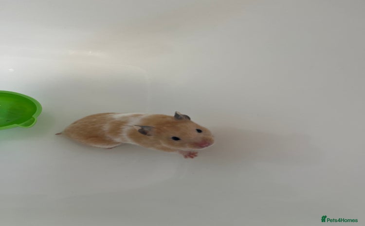 Hamster rodents - Advert 3