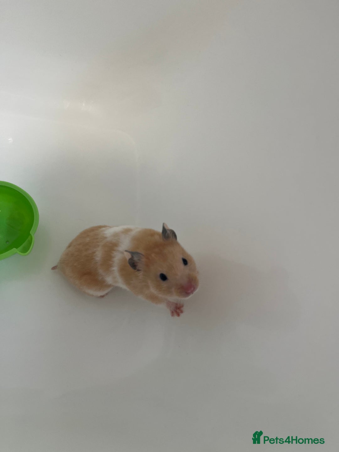 Hamster rodents for sale: Cute Small Hamster Looking for a Loving Home - Image 1