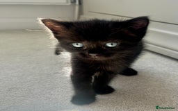 Ragdoll cats for sale: Very friendly Affectionate Ragdoll x kitten - Image 7