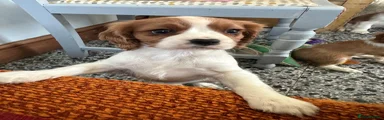 Cavalier King Charles Spaniel 4