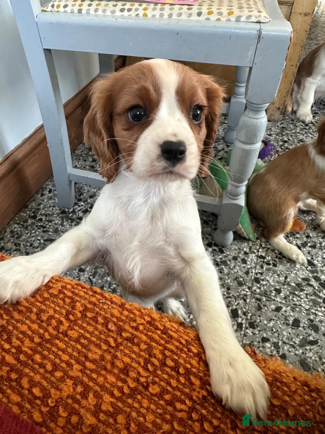 Cavalier King Charles Spaniel dogs for sale: Beautiful Cavalier King Charles Spaniel puppies - Advert 2