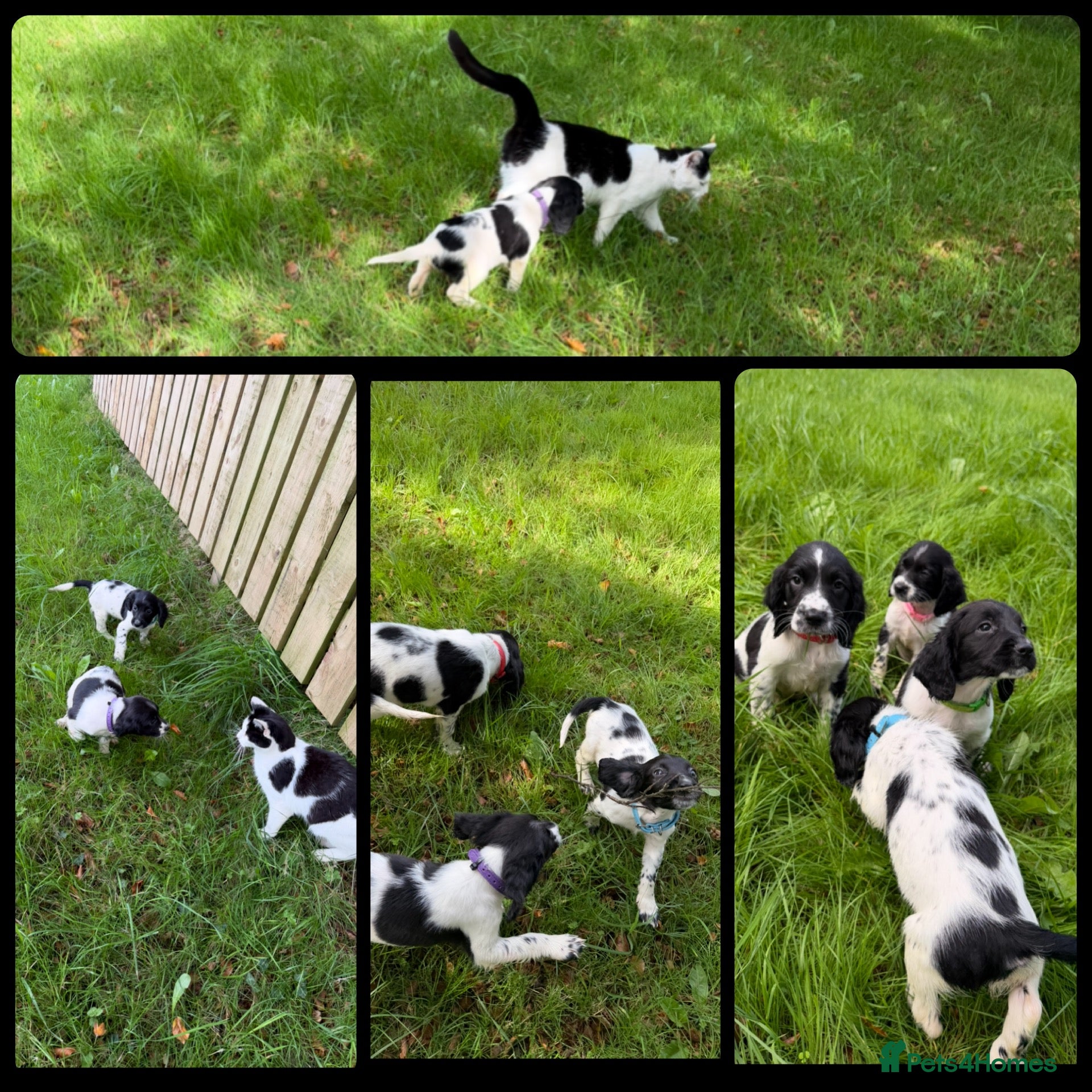 English Springer Spaniel dogs KC Registered English Springer Spaniel Puppies  - Advert 2