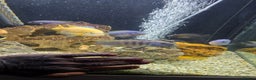 Cichlids fish for sale: Mixed large malawi cichlids - Advert 10
