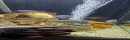 Cichlids fish for sale: Mixed large malawi cichlids - Advert 10