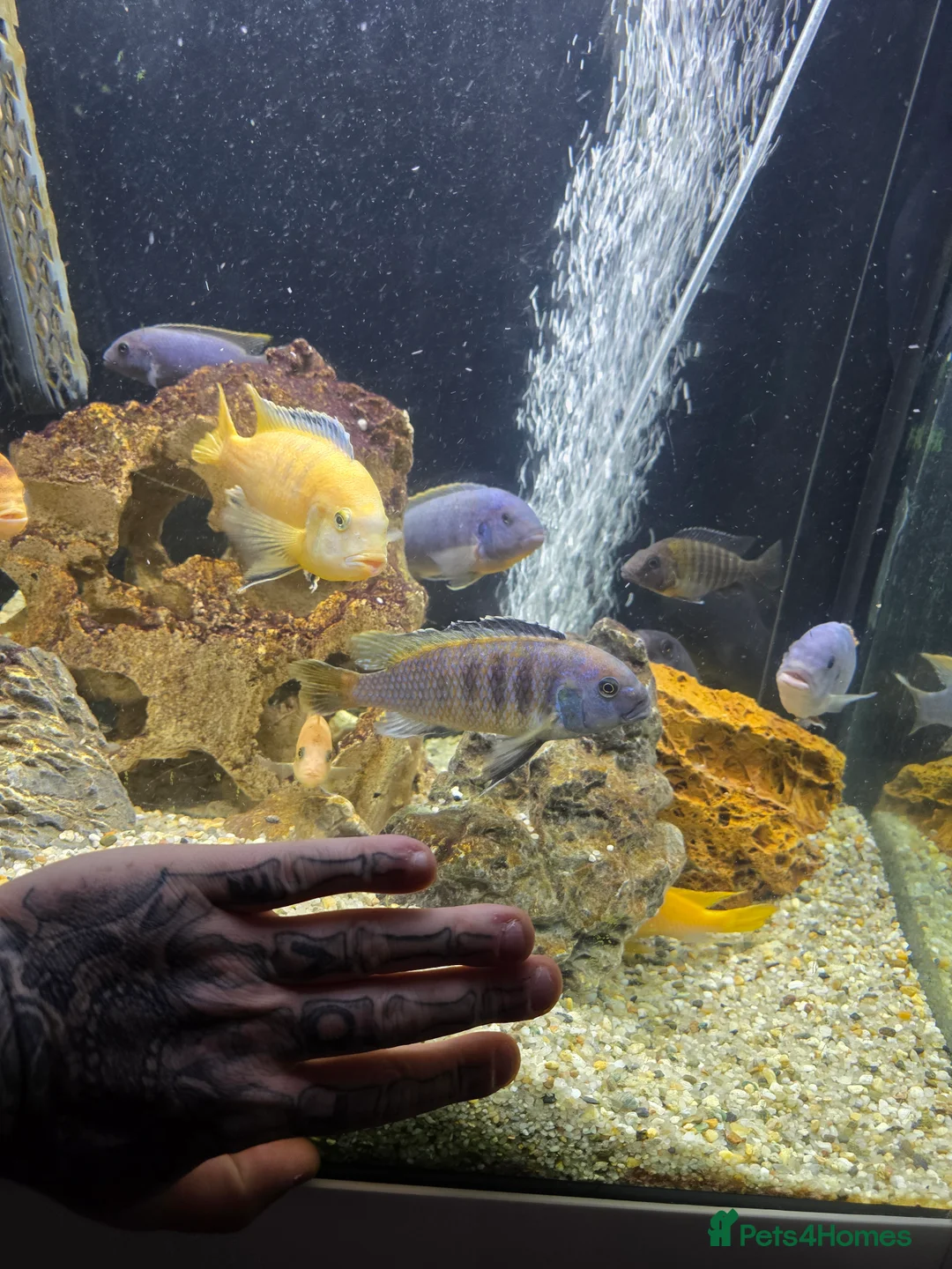 Cichlids fish for sale: Mixed large malawi cichlids - Advert 10