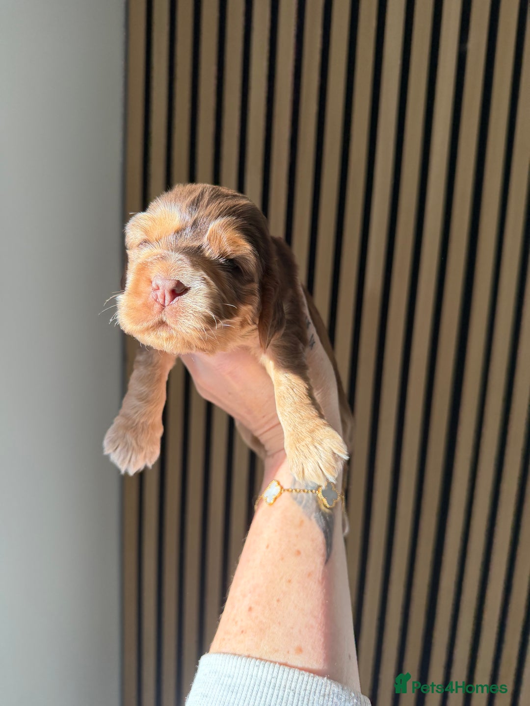 Cocker Spaniel dogs for sale: 🐶Rizi Bizi 🐶🐾 full pedigree show spaniels🐾  - Advert 22