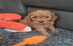 Miniature Poodle dogs for sale: KC Fox Red Miniature Poodle Boys - Image 7