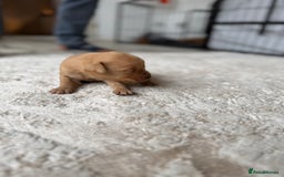 Labrador Retriever dogs for sale: Fox Red Labradors - Image 20