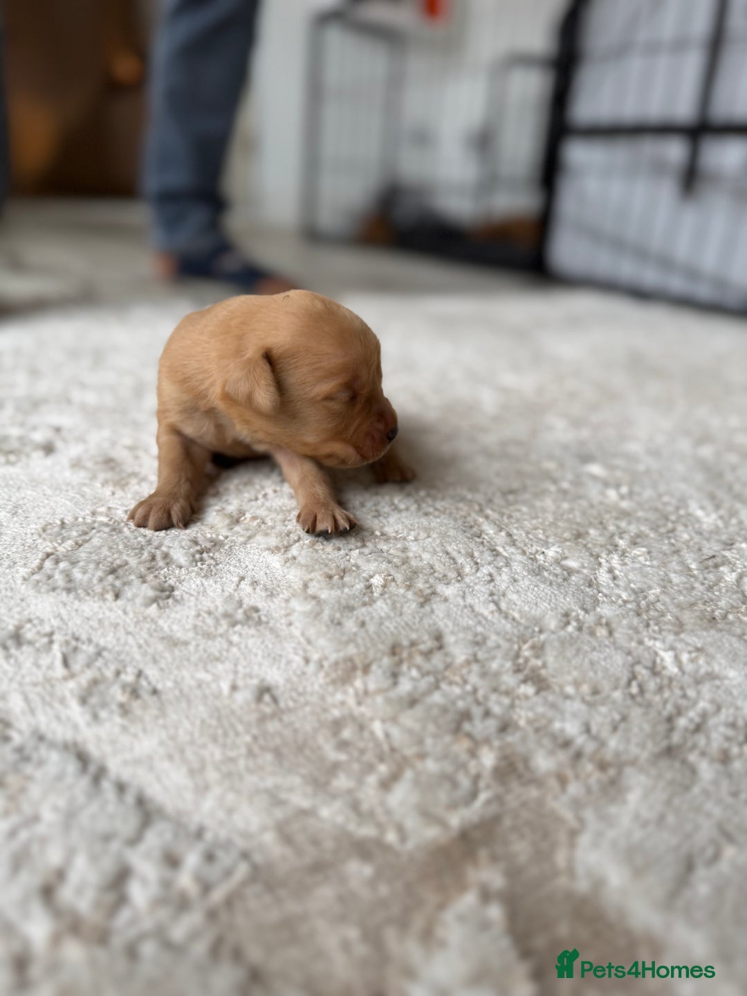 Labrador Retriever dogs for sale: Fox Red Labradors - Image 20