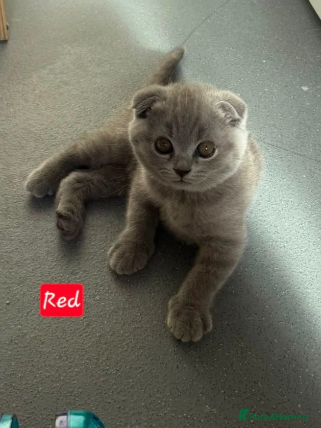 Scottish Fold cats 7 Scottish fold 😍beautiful  healthy kittens - Advert 6