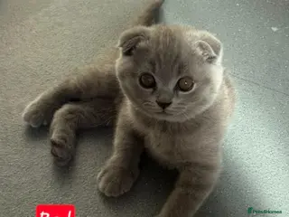 Scottish Fold cats 7 Scottish fold 😍beautiful healthy kittens - Advert 6