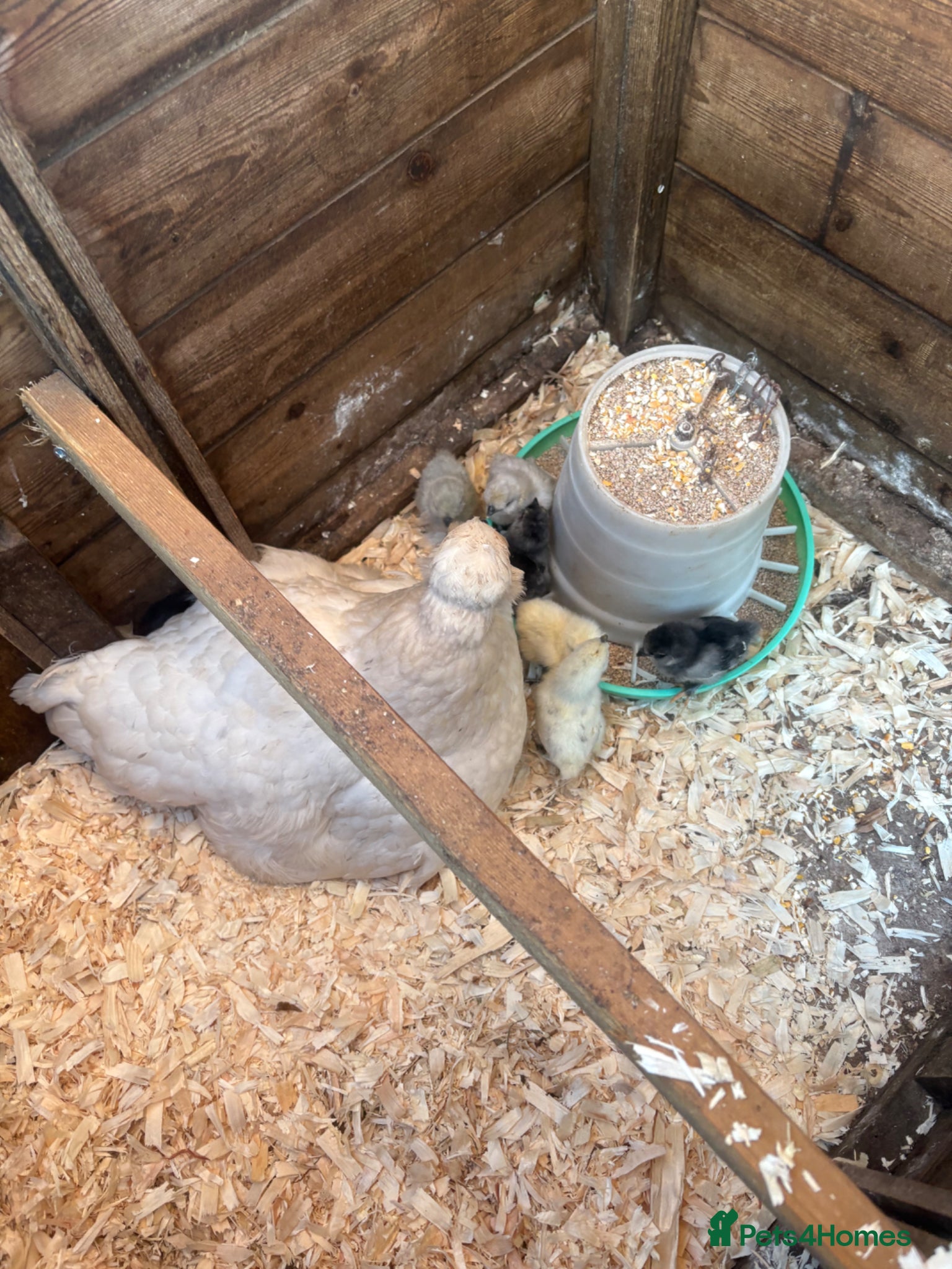 Chickens poultry Broody silkie x hen with chicks  - Advert 1