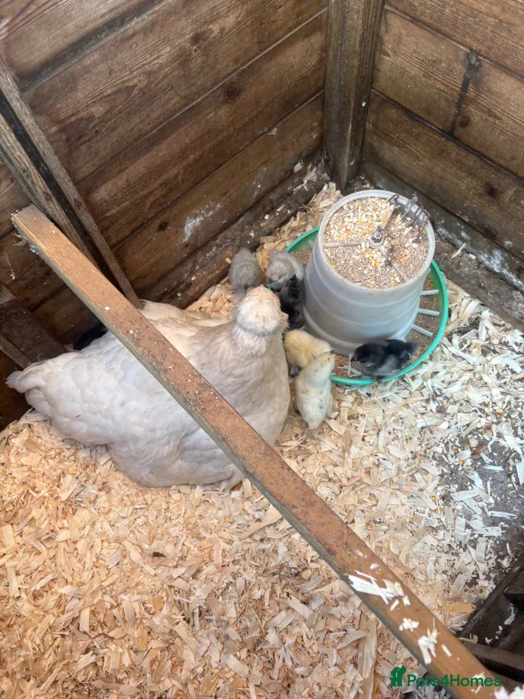 Chickens poultry for sale: Broody silkie x hen with chicks  - Advert 1