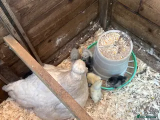 Chickens poultry for sale: Broody silkie x hen with chicks - Advert 1