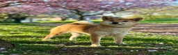 Japanese Shiba Inu dogs for sale: Kc registered Shiba Inu  - Advert 7