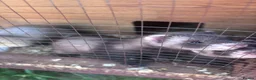 Ferret rodents for sale: 5jills 1hob in Doncaster - Advert 4