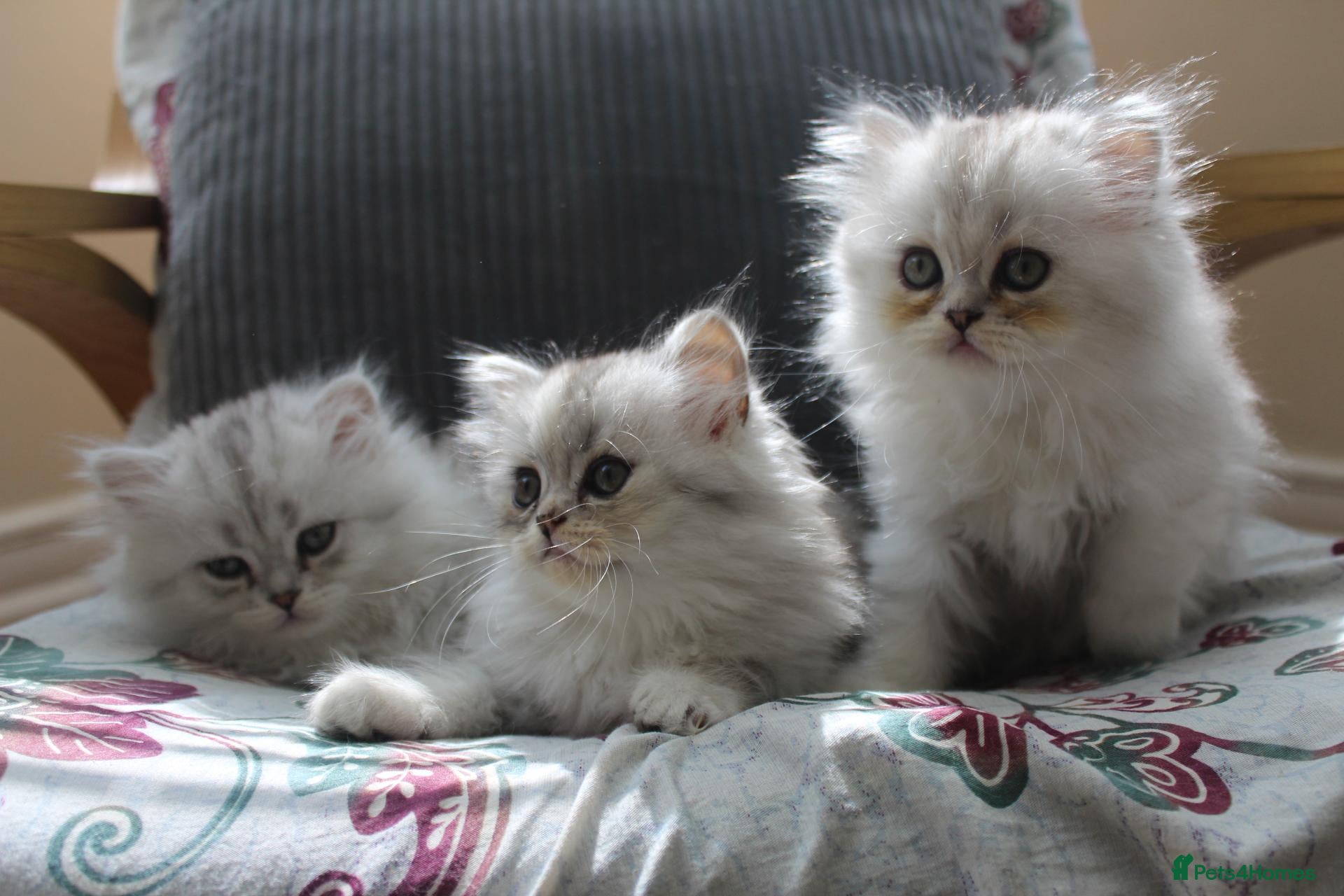 Persian cats 3 Pure Persian Chinchilla Kittens  - Advert 2