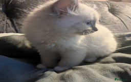Ragdoll cats for sale: 💕💛GCCF Registered 💛💕Pedigree Ragdoll kittens - Image 20