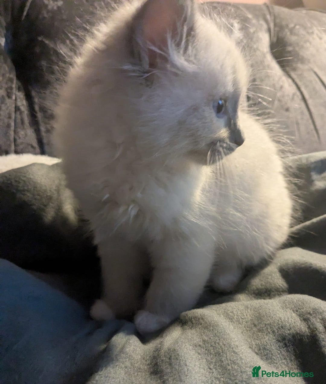 Ragdoll cats for sale: 💕💛GCCF Registered 💛💕Pedigree Ragdoll kittens - Image 20