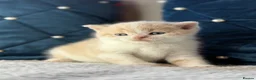 British Shorthair cats for sale: British Shorthair kittens for sale  - Advert 2
