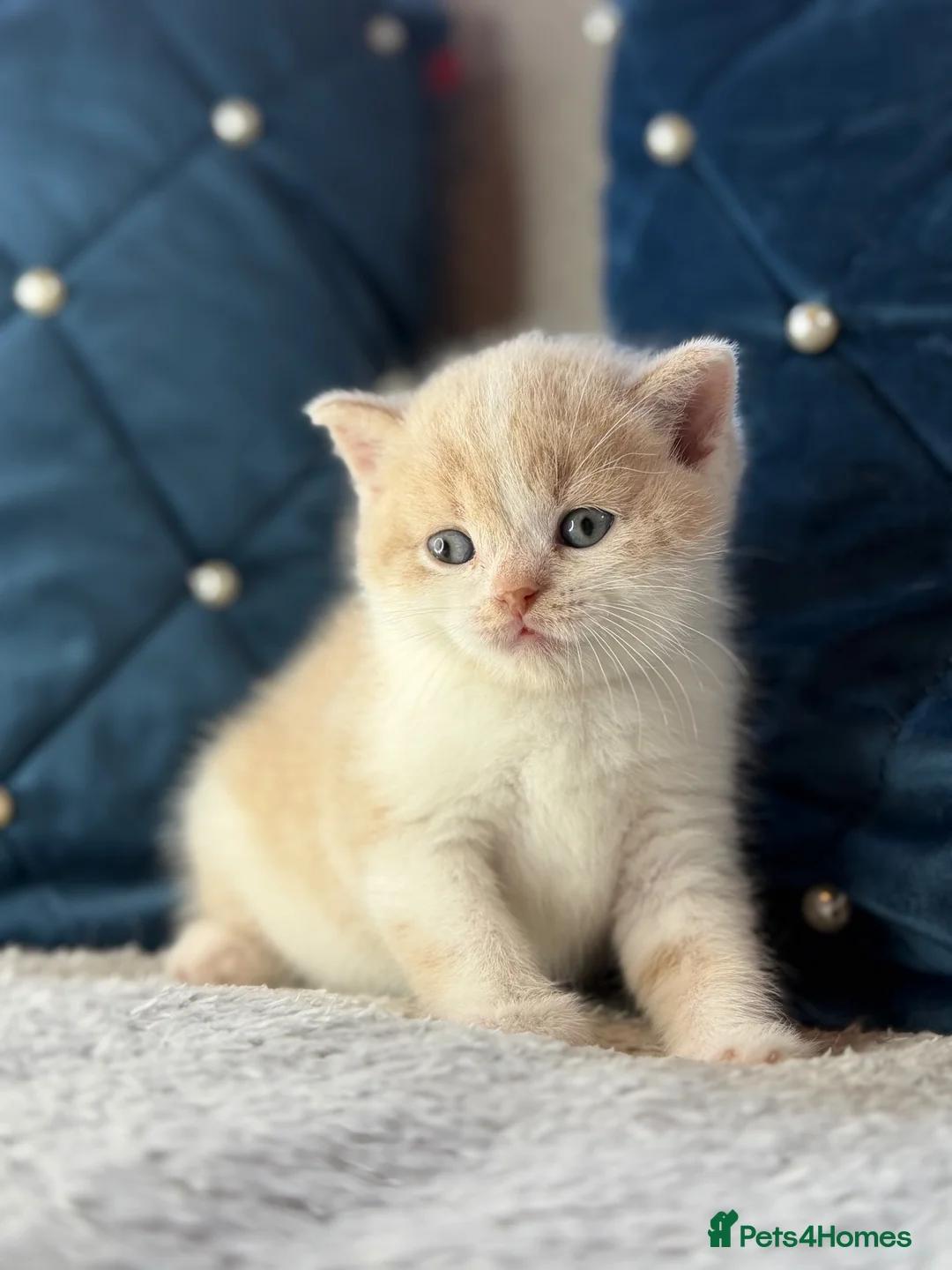 British Shorthair cats for sale: British Shorthair kittens for sale  - Advert 2