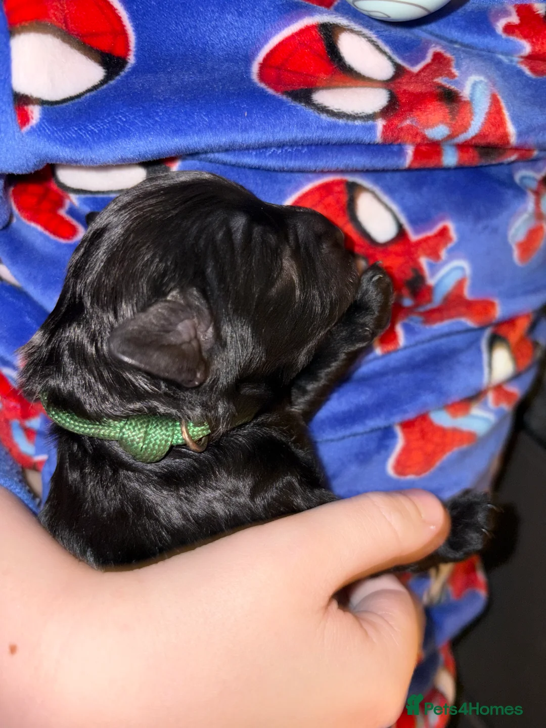 Mixed Breed dogs for sale: Beautiful Cavapoo puppies  - Advert 17