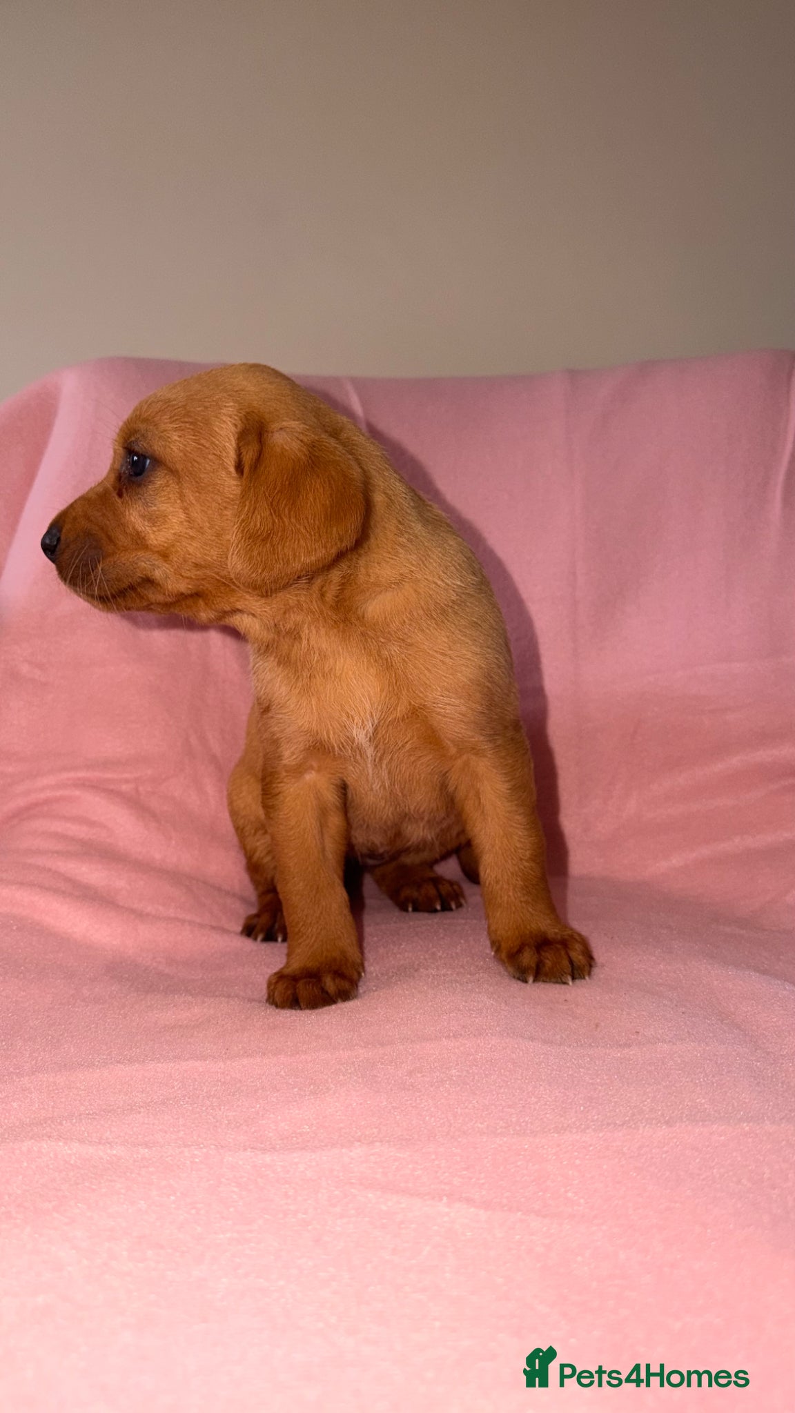 Labrador Retriever dogs 7 red fox Labrador puppies  - Advert 2