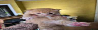 Kitten 2