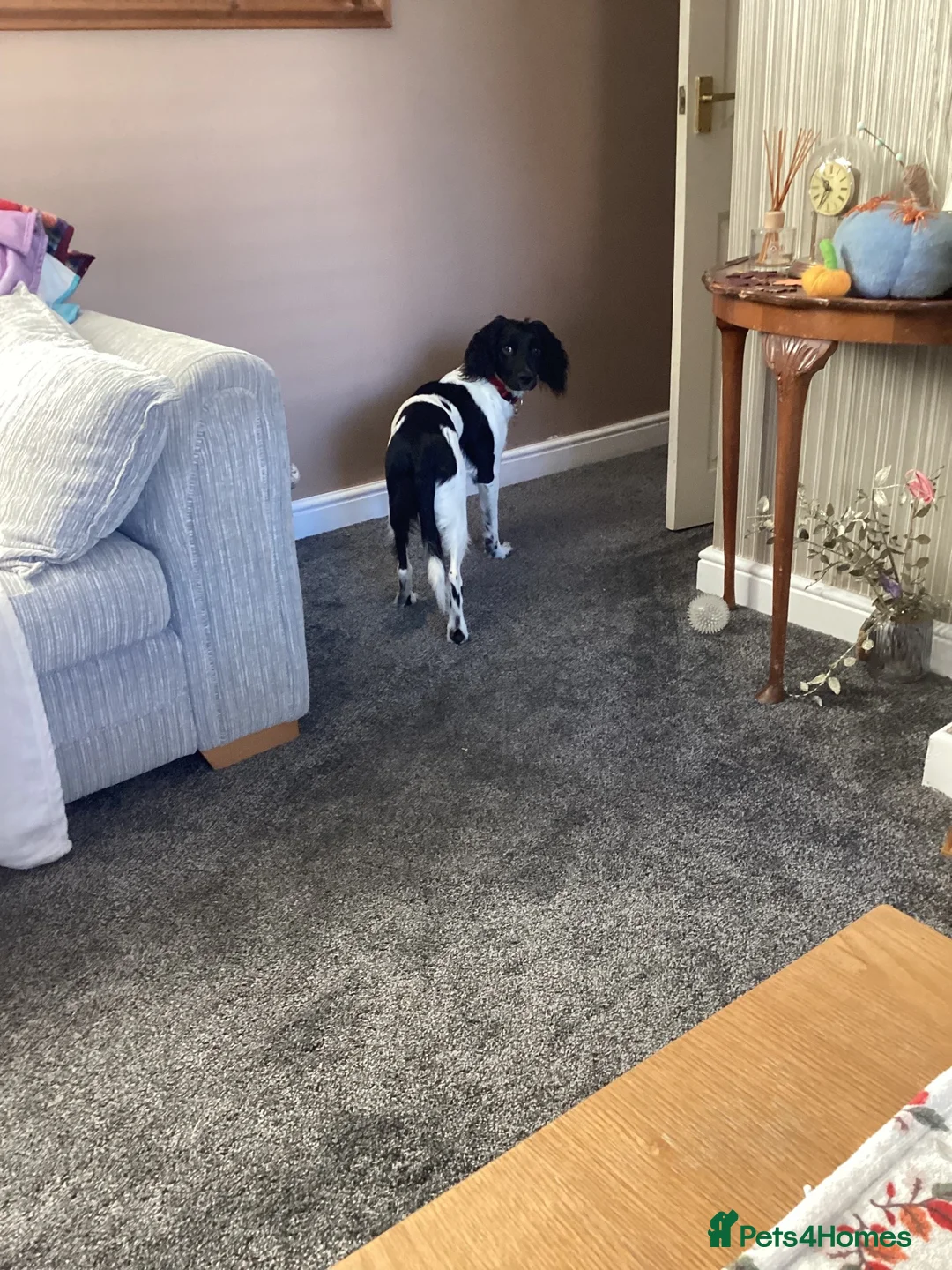 English Springer Spaniel dogs for sale: 8 1/2 months old  in Manchester - Advert 2