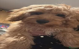 Cavapoo dogs for stud: F1 Cavapoo for stud  - Image 4