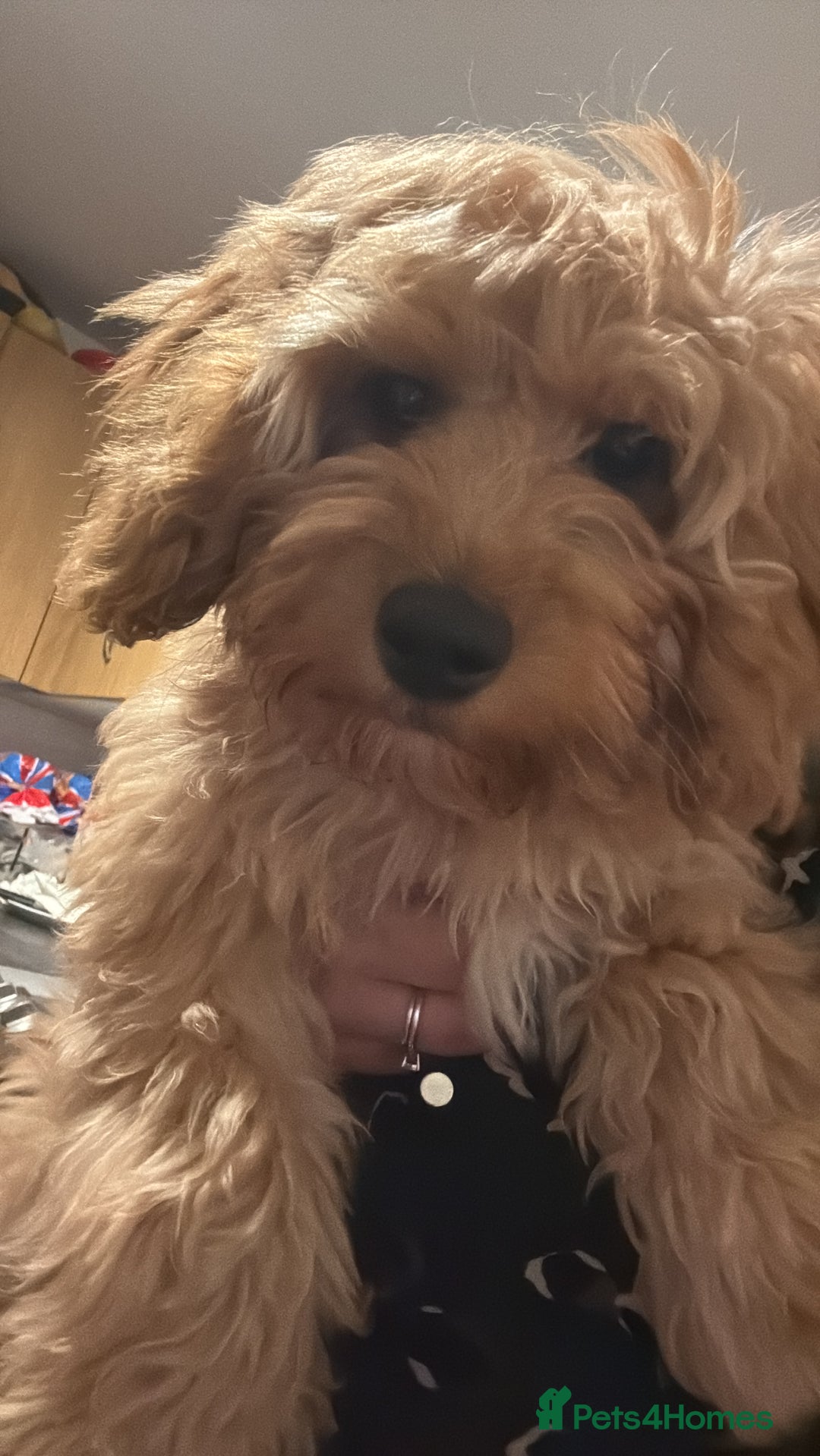 Cavapoo dogs for stud: F1 Cavapoo for stud  - Image 4