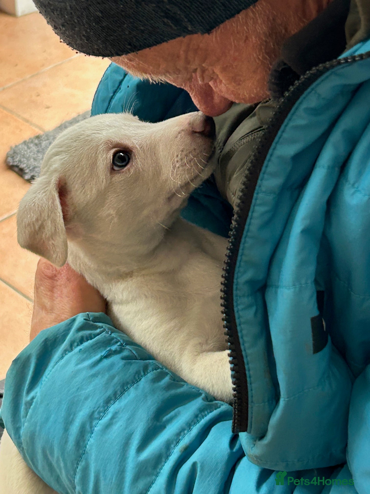 Whippet dogs Whippet lurcher pups - Advert 1