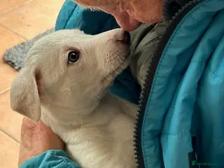 Whippet dogs Whippet lurcher pups - Advert 1