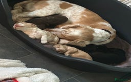 Cocker Spaniel dogs for sale: Cocker spaniel pups - Image 4