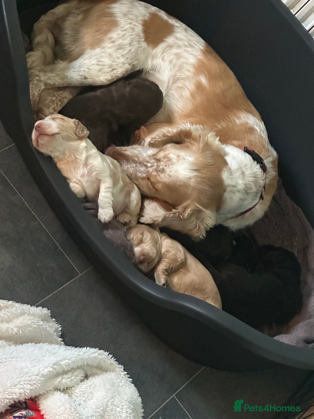 Cocker Spaniel dogs for sale: Cocker spaniel pups - Image 4