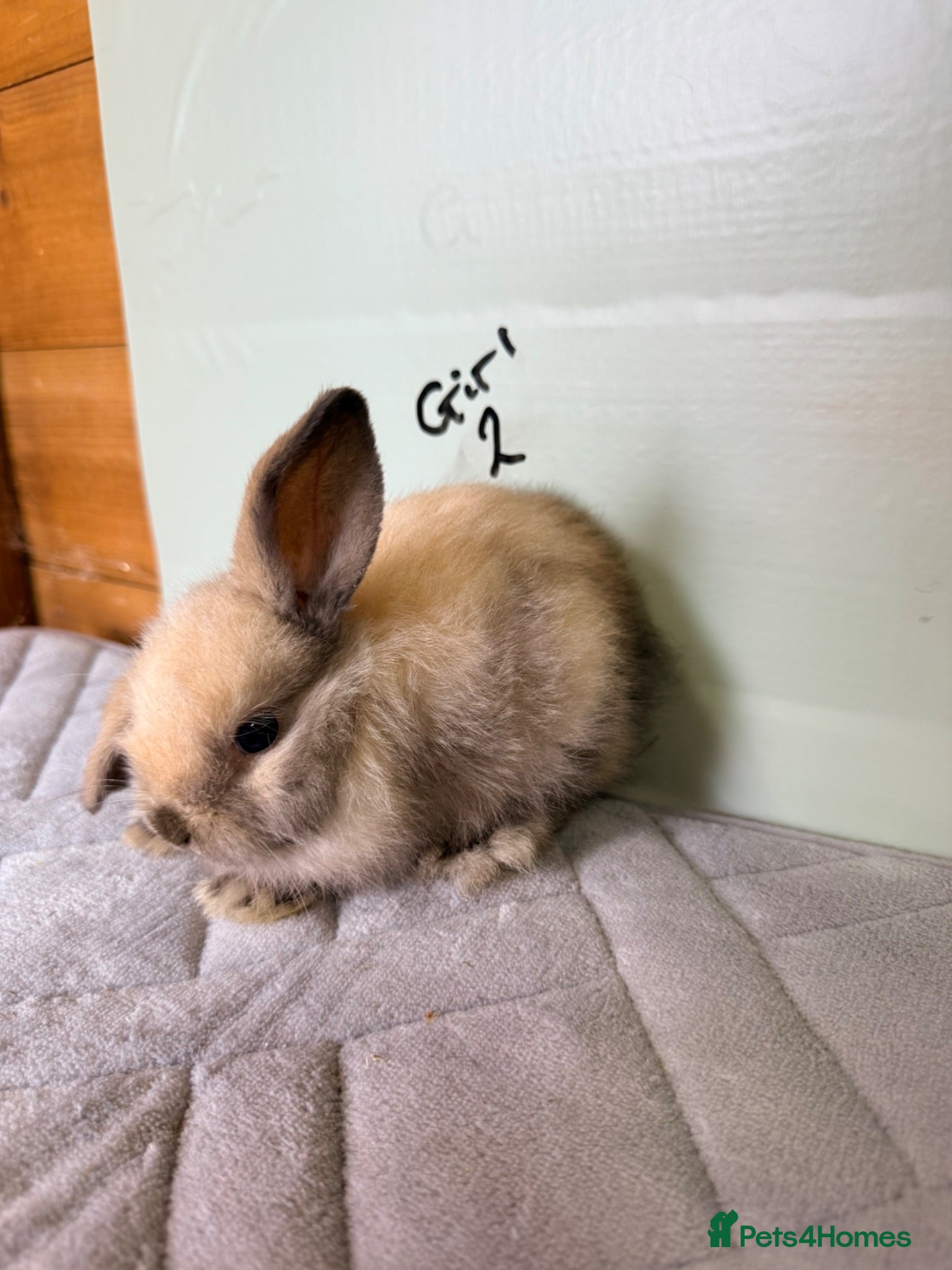 Mini Lop rabbits mini lops (DOES) 8 weeks old  - Advert 22