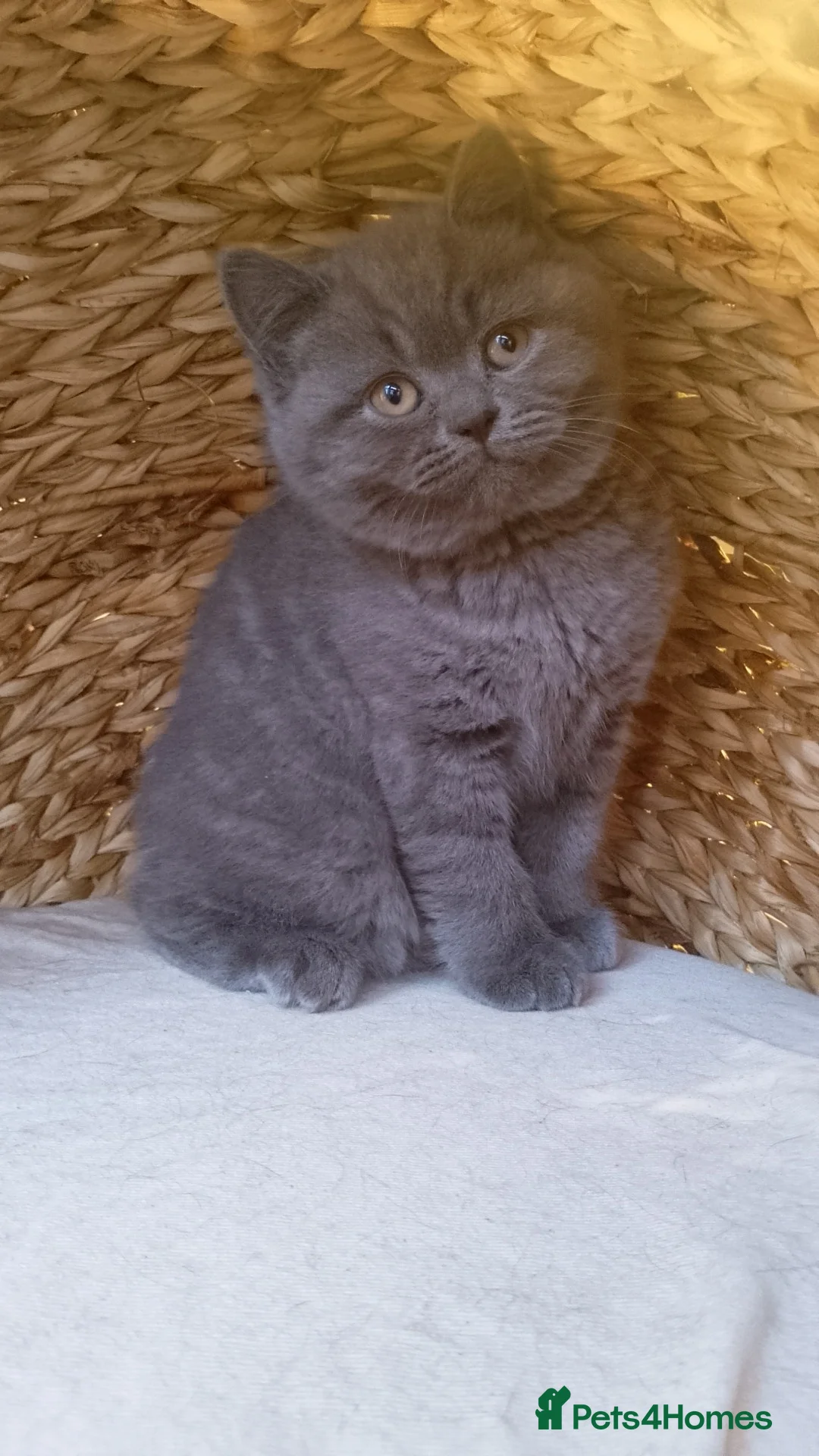 British Shorthair cats for sale: Gorgeous BSH (rare) red girl 🧡 and blue boy 💙 - Advert 3