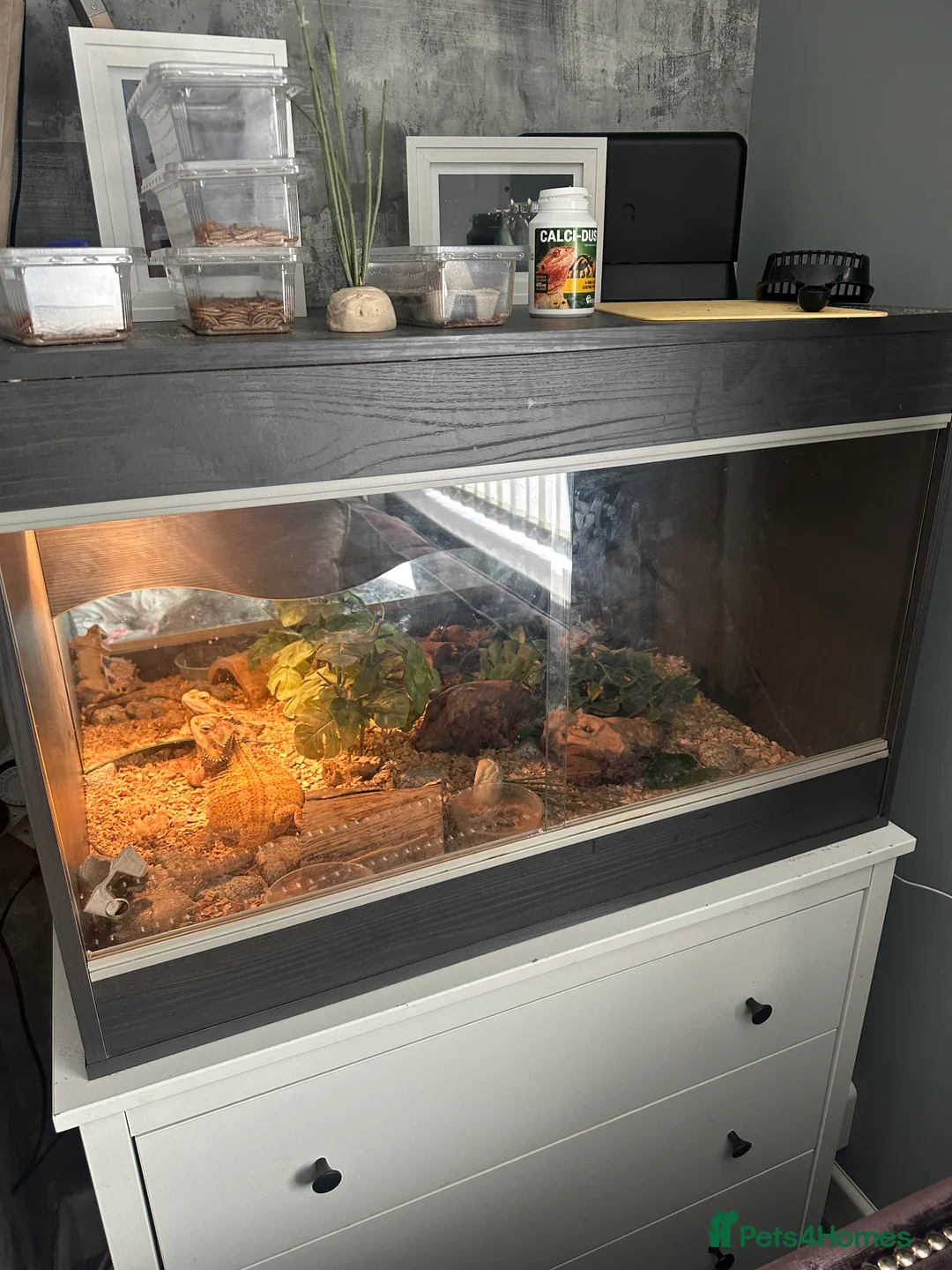 Bearded Dragon reptiles for sale: Beaded dragon + full set up  - Advert 4