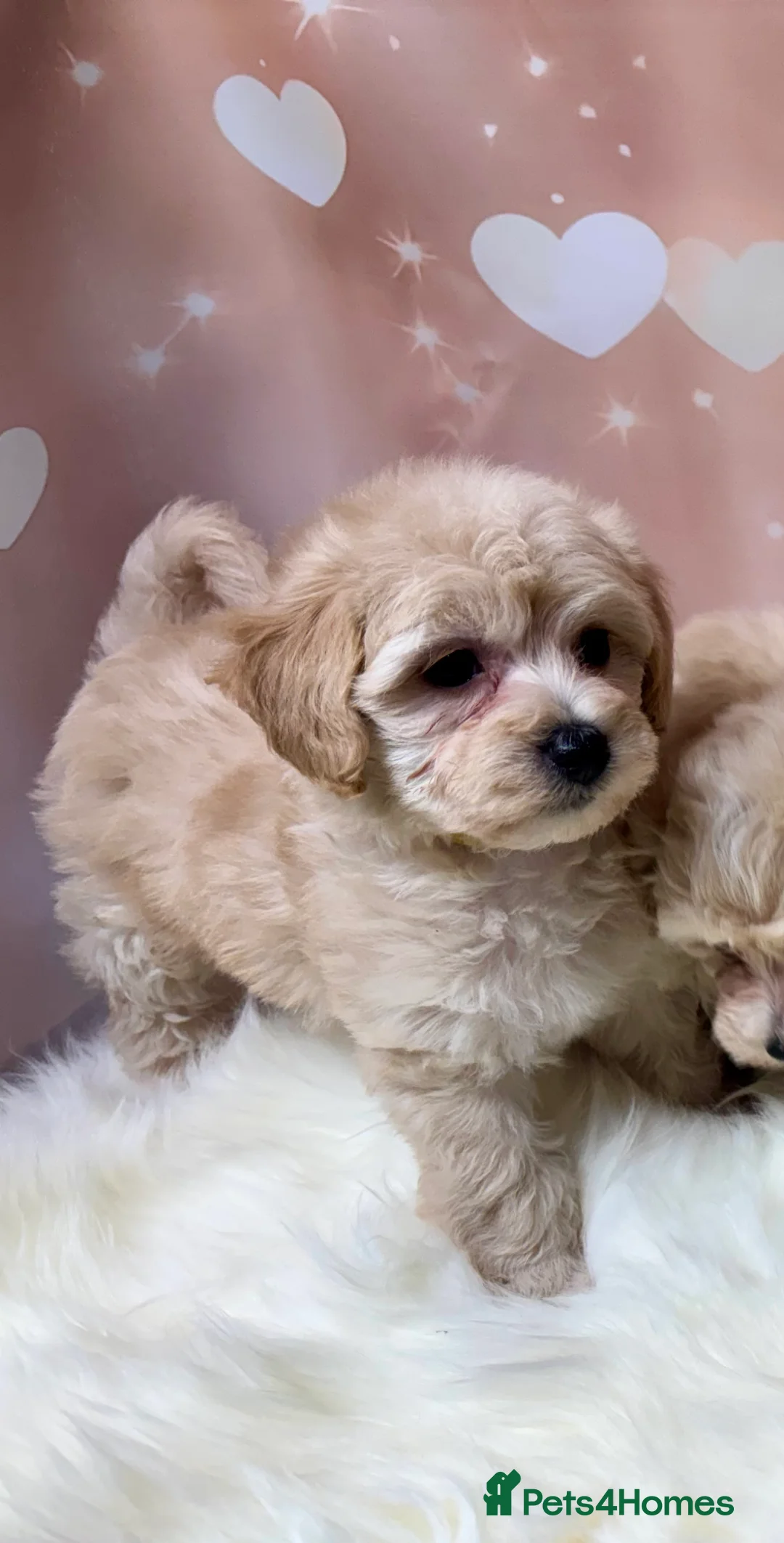 Maltipoo dogs for sale: Adorable Toy F1 DNA Tested Parents  - Advert 5
