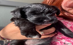 Mixed Breed dogs for sale: miniature schnauzer - Image 11